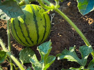 Watermelon grows in the garden. Ripening watermelon.