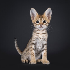 Super cute Savannah cat kitten, sitting up facing front. Looking straight to camera. Isolated on a...
