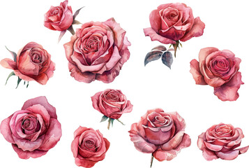 Fototapeta premium set of roses vector illustration