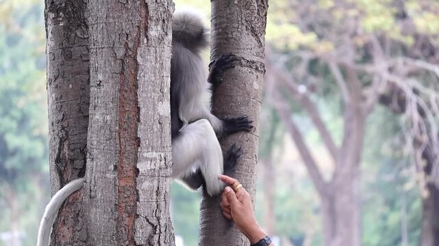 Juvenile dusky leaf monkey (Trachypithecus obscurus) eats a treat from a human hand. A rare close-up of wildlife feeding.