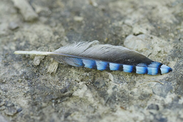beautiful colorful feather with stripes, feather from jay on the gravel path, feather with blue, gray and white color, Garrulus glandarius