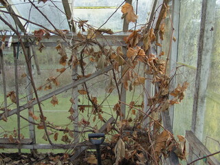 Abandoned greenhouse with dried grapevine, broken glass panels, a shovel, and overgrown plants. Decaying leaves and rustic elements create an eerie, neglected garden scene.