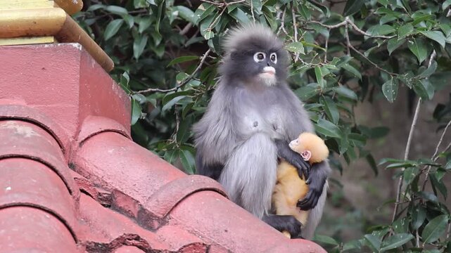 A mother dusky leaf monkey (Trachypithecus obscurus) holds her yellow baby on a Buddhist temple roof. The infant&rsquo;s coloration provides a visual signal to parents and the troop for safety. Slow motion.