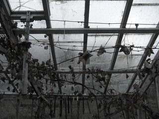 Interior of an abandoned greenhouse with dead vines and leaves hanging from wooden beams beneath a...