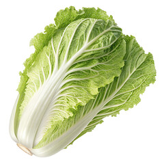 lettuce crunchy leaf png with transparent white