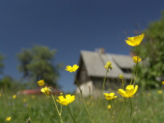 Close-up of yellow wildflowers in a sunny meadow with a blurred rustic house and trees in the background under a clear blue sky. Peaceful countryside summer scene.