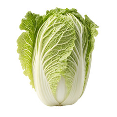 napa cabbage fresh chinese vegetable image white