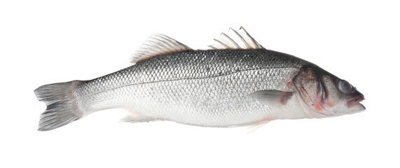 Fresh raw seabass fish isolated on white. Organic seafood