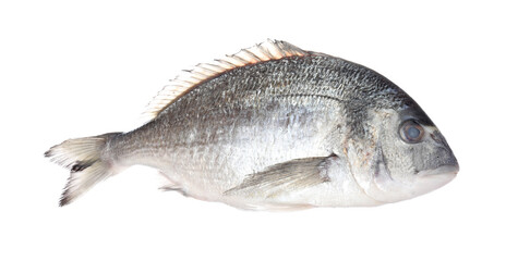 Fresh raw dorado fish isolated on white. Organic seafood