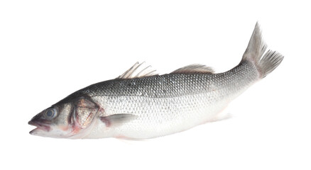 Fresh raw seabass fish isolated on white. Organic seafood