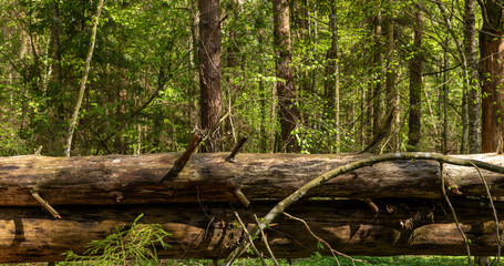 An old fallen tree in the forest in summer, a large log