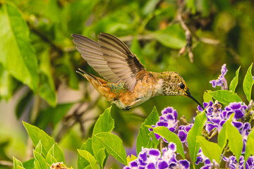 Allen's Hummingbird (Selasphorus sasin) Photo, in Flight and Feeding on a Sky Flower (Duranta erecta)

Keywords language: English

Keywords: bird, allen's hummingbird, a