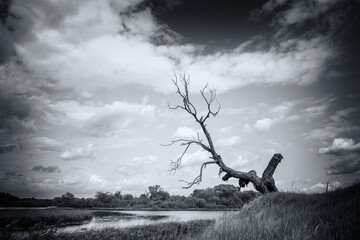 A dry tree on a high riverbank, beautiful clouds