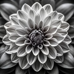 A striking monochrome closeup of a dahlia flower reveals intricate layers of petals and a detailed geometric center