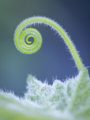A close-up of a Butternut squash tendril unfurling