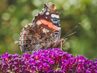 A Red Admiral butterfly retracting it's proboscis (Vanessa atalanta)