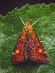A top down view of a Mint Moth (Pyrausta aurata)