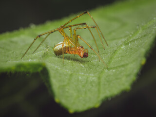 A close-up of a Common Candy-striped Spider on a leaf (Enoplognatha ovata)