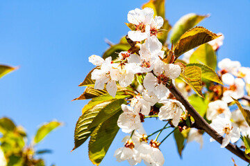 White flowers of cherry tree with young green leaves spreading pollen, soft focus, copy space. Bloom, spring allergy.