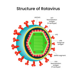 Diagram of the Rotavirus Structure