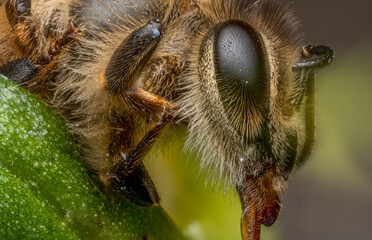 Macro Shot of Honey Bee 