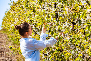 A very beautiful portrait of a special and beautiful lady as she admires the cherry orchard and tries to smell this pleasant scent. It is a bright and warm time. Nature delights us with this scene.
