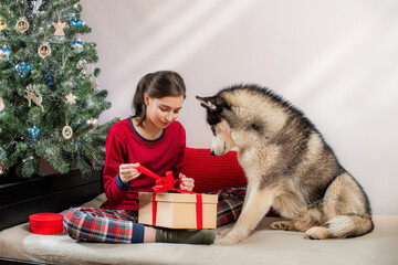 Young woman with her husky dog opening a Christmas gift by Christmas tree. Holiday joy and pet...