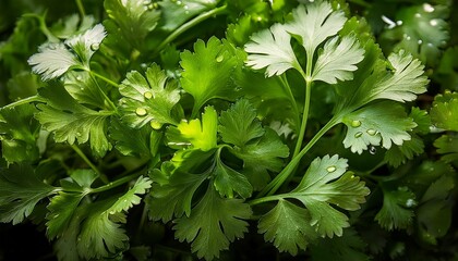 fresh green coriander leaves captured up close highlighting their texture and freshness the leaves are vibrant creating a refreshing aesthetic