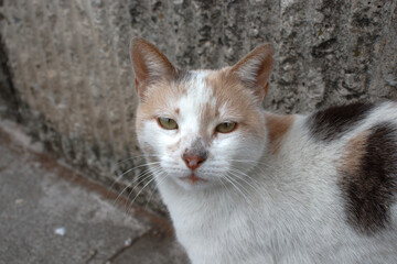 grumpy street cat