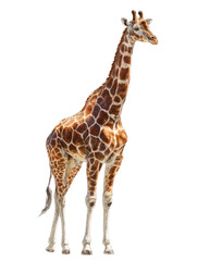 Fototapeta premium Full shot of a giraffe