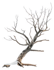 Fototapeta premium PNG Dead tree isolated winter ground.