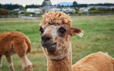 Close-Up of Smiling Alpaca