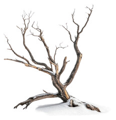 Fototapeta premium PNG Dead tree branches isolated winter.