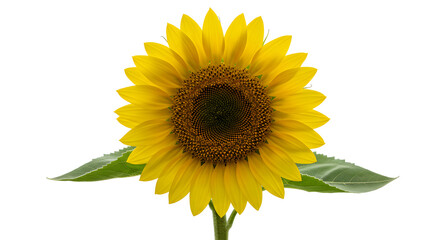 Obraz premium Vibrant Sunflower Against White Background - Isolated Sunflower Blossom high quality
