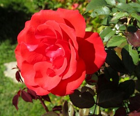 Red rose blooming in the garden during summer