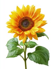 Obraz premium Bright Yellow Sunflower Isolated On White
