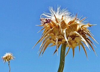 Dry thistle releasing its seeds with blue sky background