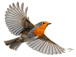 Obraz premium A robin with its wings spread wide against a black background in a close up shot of the bird