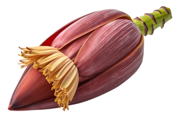 Large banana flower bud with red-purple bracts, yellow stamens emerging, green stem visible, isolated on a transparent background