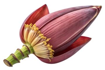 Large banana flower bud with purple-red bracts and yellow stamens showing reproductive parts clearly, isolated on a transparent background