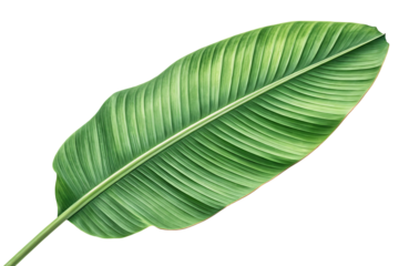 Large tropical banana leaf displaying natural green coloration with prominent parallel veins and organic curved shape, isolated on a transparent background