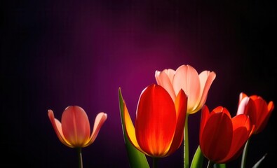 Fototapeta premium Vivid tulips shine with backlighting against a moody technicolor background highlighting their shapes Vibrant Rim Light technology vibrant background colorful modern