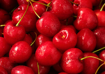Freshly picked delicious organic cherries. Fundao, Serra da Gardunha, Portugal.