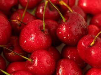 Freshly picked delicious organic cherries. Fundao, Serra da Gardunha, Portugal.