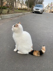 Cat with white fur, multi-coloured ears and multi-coloured tail sits in middle of street, cat's colouring is typical of female cats