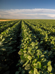 Open soybean field at sunset.