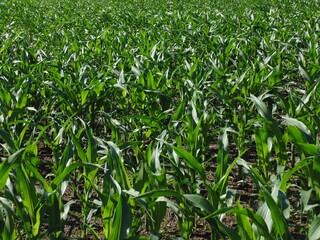 Young corn growing in cultivated field under bright sunlight