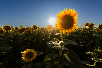 Sunflower field at the sunset. Vibrant summer landscape