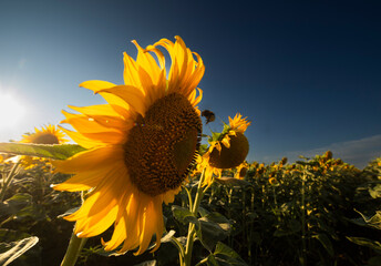 Sunflower field at the sunset. Vibrant summer landscape