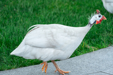 White siberian helmeted guinea fowl on free range in organic farm. Poultry numida meleagris with red head and white feather in intensive poultry farming. Hen bird looking and walking. Domestic animals